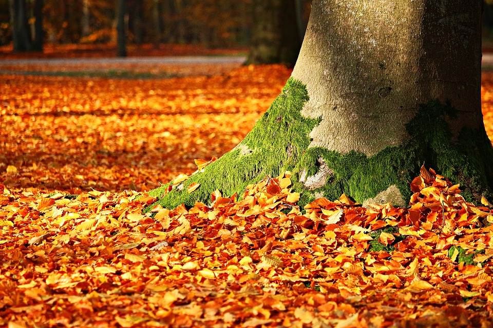 Mossy tree trunk and leaves